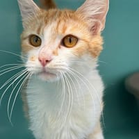 CIRCLE, chatte à adopter