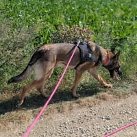 VEGAS, chien à adopter