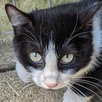 MARELLE, chatte à adopter