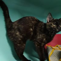 Darla, chatte à adopter