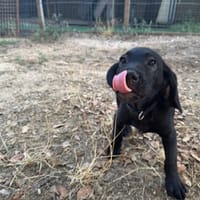ARCHIE, chien à adopter