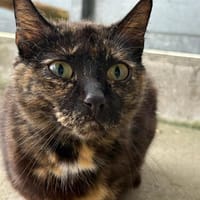 SALINA, chatte à adopter