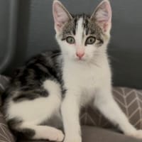 ANZIO, chat à adopter