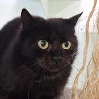 HIBA, chatte à adopter