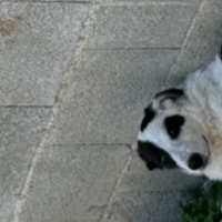 CHANCE, chienne à adopter