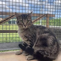 angelo, chat à adopter
