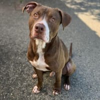RYUK VAA, chien à adopter