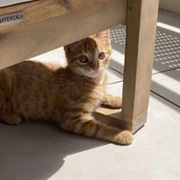 LILY, chatte à adopter