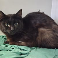 Cola, chat à adopter