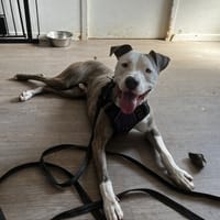 CHAMALLOW VAA, chien à adopter