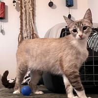 IZY, chatte à adopter