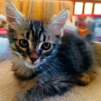 LADY, chatte à adopter