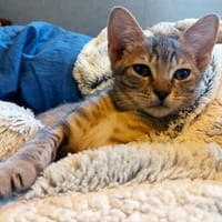SIMBA, chat à adopter