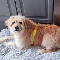 WAYKA, chienne à adopter