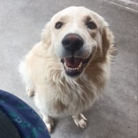 SUN, cane da adottare