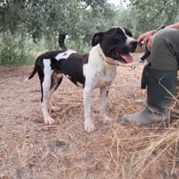 CHICCO - mix Pit/Amstaff bianco e nero, giovane, cane da adottare