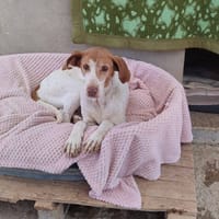 PILKA, chienne à adopter