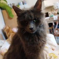 Zoé, chatte à adopter