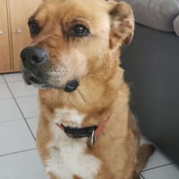 JAELLIE, chienne à adopter