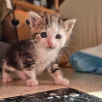 avane, chatte à adopter
