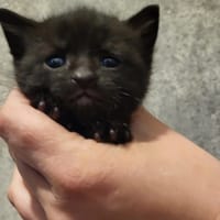krocmou, chat à adopter