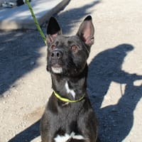 MORA (Maria), chienne à adopter