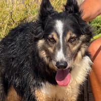 ODIN (Maria), chien à adopter