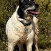 CHARLY (Maria), chien à adopter