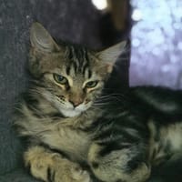 YODA, chat à adopter
