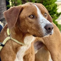 JESSE (Maria), chien à adopter