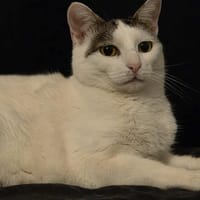 Emma, chatte à adopter