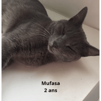 Mufasa, chat à adopter