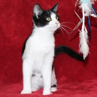 DOBBY, chatte à adopter
