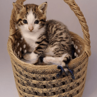 Aeros et Sylphide, chat à adopter