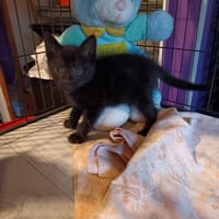 Alouette, Loupiot et Ourson, chat à adopter