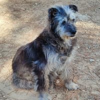 AMIRA, chienne à adopter
