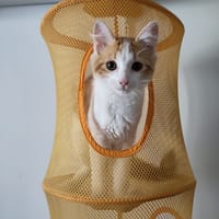 Roudoudou, chat à adopter