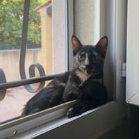 NOISETTE, chatte à adopter