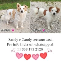 Candy e Sandy, cane femmina da adottare