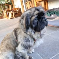 Ringo, pies do adopcji