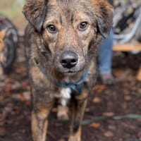 Wasserratte Janosch sucht seine Menschen, Hund zur Adoption