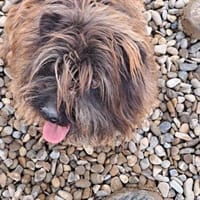 💙  auf Pflegestelle in D, Hund zur Adoption