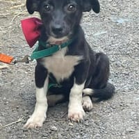 IZZY - superliebe Mix-Hündin......, Hündin zur Adoption