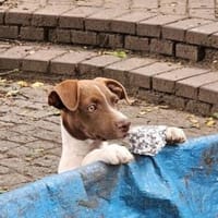Bruno bereit für seine Familie, Hund zur Adoption