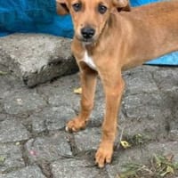 Emil sucht seine Detektive, Hund zur Adoption