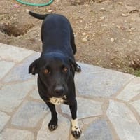 Jacques, ca. 1,5 Jahr, 45 cm, 18 kg, Hund zur Adoption