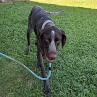 Jason, ca. 1 Jahr, 50 cm, 18 kg, Hund zur Adoption