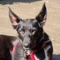 Hundemädchen LISA, Hündin zur Adoption