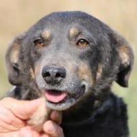 Lea - verschmust u. sehr lieb, Hündin zur Adoption