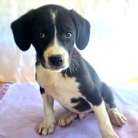 Rocky ein tolles Kerlchen, Hund zur Adoption